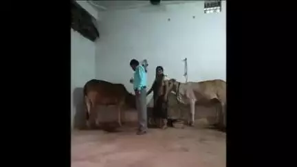 राजिम: ग्राम पंचायत ख़ुटेरी में बीमारियों से बचाने के लिए पशुओं को लगाया जा रहा टीका