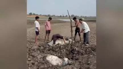बार्शीटाकळी: जनुना येथील जय सेवालाल गौरक्षण संस्था वतीने गावात फसलेल्या गो मातेला दिलं जीवनदान..!