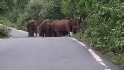 हज़ारीबाग: हजारीबाग में जंगली हाथियों का आतंक, ग्रामीणों में दहशत
