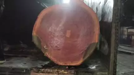 लोहरदगा: सदर अस्पताल का वर्षों पुराना यूकेलिप्टस का पेड़  कई मजदूर जान जोखिम में रखकर कटा,दुर्घटना टली  #jansamasya