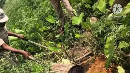 গোলাঘাট: গোলাঘাট আৰু ফৰকাটিং আপকাৰী বিভাগে যুটীয়া ভাবে চলোৱা অভিযানত নৰাগাওঁ পৰা প্ৰায় চাৰিশ লিটাৰ দেশীয় সুৰা নষ্ট কৰে