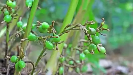 बागेश्वर: खबडोली गांव में चोरों ने उजाड़ी 10 नाली खेत में उगी इलायची की फसल, किसान ने जताया रोष