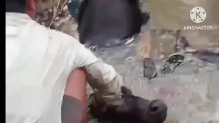 বরাবাজার: দুই ষাঁড়ের লড়াইয়ে এক ষাঁড় পড়লো কুয়োতে,  জল ভর্তি করে জ্যান্ত উদ্ধার করল তাকে পাঞ্জনবেড়া গ্রামে