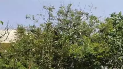 वर्धा: निसर्गसाथी फाउंडेशनच्या गणनेत 915 घरटी मोजली!हिंगणघाटमध्ये पानपक्षांची वाढती वस्ती