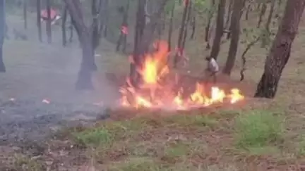 बागेश्वर: बागेश्वर के नीलेश्वर मंदिर के आसपास के क्षेत्र में लगी आग, वन विभाग ने बमुश्किल बुझाई