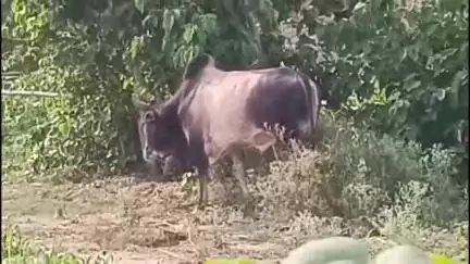 मुहम्मदाबाद: महेशपुर द्वितीय गांव में खुले में घूम रहा सांड बना आतंक, कई ग्रामीणों को किया घायल