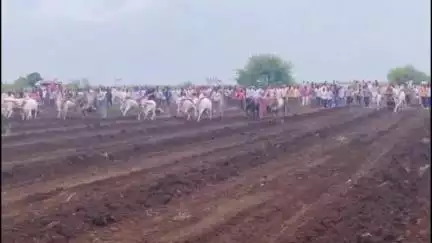 परांडा: तालुक्यातील कौडगाव येथे बैलगाडा शर्यत संपन्न, १३० बैलगाडा सहभागी