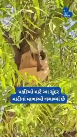 બાડમેરમાં 500 માટીના માળાઓ લગાવ્યાં. | Greenman Narpati Singh | Barmer | Rajasthan | Mud Nests