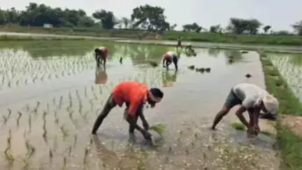 மதுராந்தகம்: ஒன்றியத்திற்கு உட்பட்ட 58 ஊராட்சிகளிலும் நடவு பணியில் வடமாநில தொழிலாளர்கள் தீவிரம்
