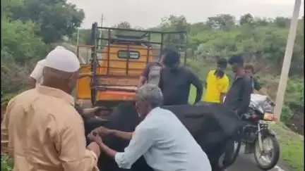 ಬಸವಕಲ್ಯಾಣ: ಮಂಠಾಳ ಗ್ರಾಮದ ಬಳಿ ಅಕ್ರಮವಾಗಿ ಸಾಗಿಸುತ್ತಿದ್ದ ಜಾನುವಾರು ರಕ್ಷಣೆ