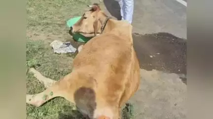 वर्धा: माणुसकीचं दर्शन! खासदार अमर काळे यांच्याकडून अपघातग्रस्त गायीला मदतीचा हात