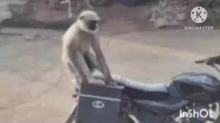 ग्राम बरतोरी रोड में मुरकुटा के पास चलती बाइक में बंदर ने लगाई छलांग, बाइक चालक गिरकर हुआ घायल