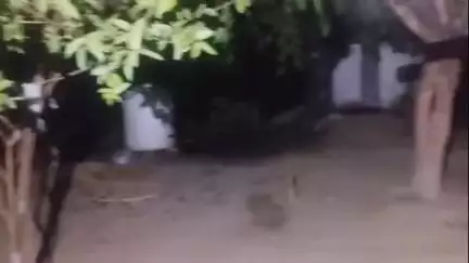 धनौरा: गजरौला गांव बारसाबाद में चोरों का आतंक, ग्रामीण रात में परेशान होकर हुए हंगामा
