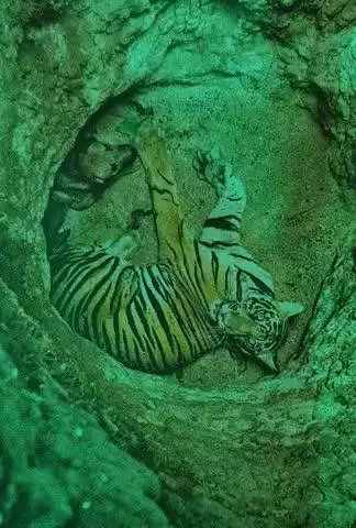 केरल तमिलनाडु बॉर्डर पर इलायची के बागान में कुत्ते का पीछा करते-करते बाग गहरी गडे में गिर गया यह गड्ढा सूखे पत्ते और बागानों के कचरे से चलाने के लिए बनाया गया था गाड़ी में आ रही बाग की दहाड़ सुनकर आसपास के लोगों बागान के मजदूर सतर्क हो गए