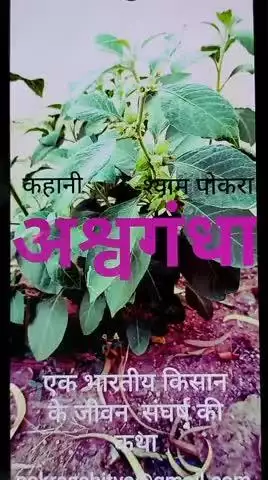 Ek kahani...... ASHVGANDHA part -1. एक कहानी ...... अश्वगन्धा भाग 1. A story of Indian farmer and his struggle of life.