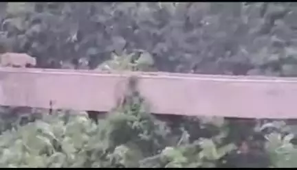 ऋषिकेश: श्यामपुर इलाके में दिनदहाड़े फिर दिखा बाघ, मच गया हड़कंप, तस्वीरें हुईं वायरल