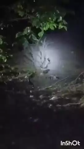 कटनी नगर: बैलट घाट पर नाग-नागिन का रोमांस करते हुए वीडियो हुआ वायरल, कैमरे में कैद हुआ जोड़ा