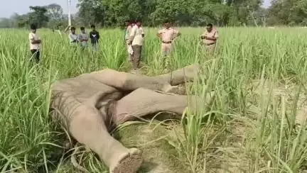 बिजनौर:-हाथी की मौत से वन विभाग में हड़कंप,डॉक्टरों की टीम ने जांच-पड़ताल शुरू की,हाथी की बीमारी से मौत की आशंका