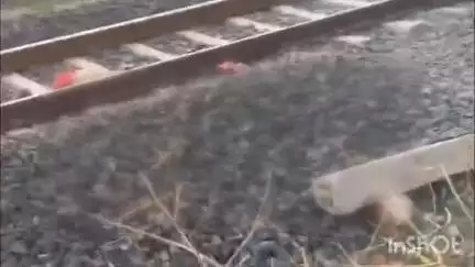 मरवाही: बिलासपुर-कटनी रेल मार्ग पर खैरझिटी रेलवे ट्रैक पर ट्रेन से कटकर युवक की हुई दर्दनाक मौत