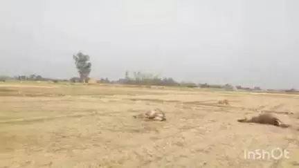 बिधूना: बेला थाना क्षेत्र के नूरपुर गांव में एचटी लाइन की चपेट में आने से 2 नीलगायों की हुई मौत