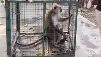 एकमा: बेनौत गांव में सनकी बंदर से लोगों को मिली राहत, वन विभाग की टीम ने पकड़ा