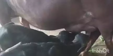गंधवानी: गंधवानी में भैंस के दो बच्चे होने से वीडियो वायरल, डॉक्टरों ने कहा- ऐसा हज़ारों मामलों में एक बार होता है