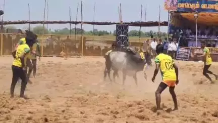 திருப்பத்தூர்: கக்காட்டிருப்புகோயில் புரவி எடுப்பு விழாவை முன்னிட்டு வடமாடு மஞ்சுவிரட்டு - கன்றுகுட்டி பரிசுகளாக வழங்கிய கிராம மக்கள்
