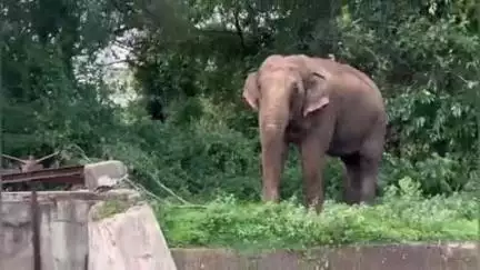 உதகமண்டலம்: மாயார் நீரோடையில் தினமும் வருகிற யானைகள் – இயற்கையின் நிழலான நிகழ்வை புகைபடம் எடுத்து பரவசம் அடையும் சுற்றுலாப் பயணிகள்