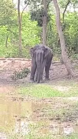 Uttrakhand chor Baliya se upar jungle mein   jangli hathi dikhai Diya aur baha logo ka bhid badne laga # hathi dhanyvad