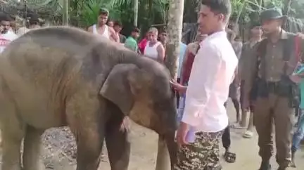 লংকা: অকান্তুত বনৰীয়া হাতীৰ পোৱালি উদ্ধাৰ, স্থানীয় লোকে খবৰ দিয়ে বনবিভাগক