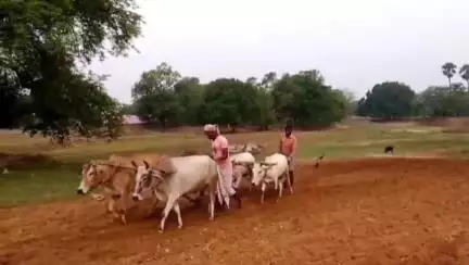 अनूपपुर: जिले भर में खाद के लिए किसान बेहाल, कई किलोमीटर दूर से आने पर भी खाली हाथ लौट रहे हैं