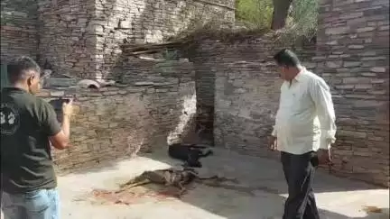 इंद्रगढ़: लाखेरी में पेंथर ने बाड़े में घुसकर बकरियों पर किया हमला, 4 बकरियों की मौत, वन विभाग ने सतर्क रहने की दी हिदायत