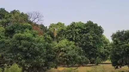 अमरोहा: अमरोहा जिले में तेंदुए की दहशत बरकरार, गांव चुबका में दिखाई दिया तेंदुआ, ग्रामीणों में दहशत का माहौल