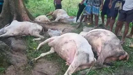 ବଡଚଣା: ଚନ୍ଦ୍ରମୁଁ ପଞ୍ଚାୟତ ରାଉତରା ଗ୍ରାମରେ ବଜ୍ରାଘାତରେ ପାଞ୍ଚଟି ଗାଈର ମୃତ୍ୟୁ ଘଟିଛି