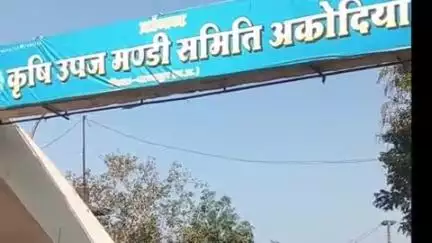 पोलायकलां: अकोदिया मंडी में गेहूं व सोयाबीन समेत अन्य फसलों की हुई आवक, ₹2790 प्रति क्विंटल रहा गेहूं का उच्चतम भाव