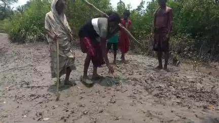 কুলতলি: আবার বাঘের আতঙ্কে আতঙ্কিত দেউল বাড়ির  নাইয়াপাড়ায়
