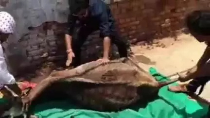 सोहागपुर: घरौला महोल्ला में अज्ञात वाहन की टक्कर से गाय घायल, गौसेवकों ने उपचार कर गौशाला में किया शिफ्ट
