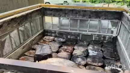 গোলাঘাট: চাংখাটি, সোণাপুৰ আদি একাধিক গাঁৱত গোলাঘাট-ফৰকাটিং আবকাৰী বিভাগৰ যুটীয়া অভিযান, ২৫০০ লিটাৰ পাছ নষ্ট