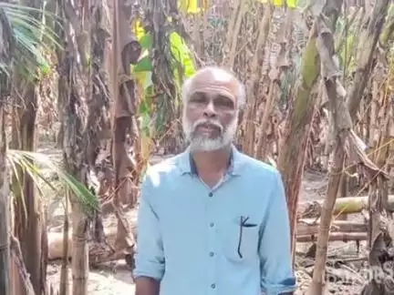 കുട്ടനാട്: അപ്പർ കുട്ടനാട്ടിൽ നശിച്ചത് ആയിരകണക്കിന് വാഴകൾ, നഷ്ടപരിഹാരം നൽകണമെന്ന ആവശ്യം ശക്തമാകുന്നു #localissue