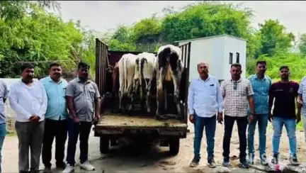 नेवासा: सोनई पोलीस स्टेशन हद्दीत स्थानिक गुन्हे शाखेची कारवाई दोन लाख तीस हजार रुपये किमतीची ७ गोवंशीय जनावरे ताब्यात
