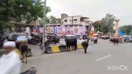 कोपरगाव: शहरातील सावरकर चौकात मोकाट जनावरांच्या हल्ल्यात पती-पत्नी जखमी #jansamasya