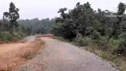 पीरटांड़ में सड़क किनारे के कई पेड़ों को काटने का अनापत्ति प्रमाण पत्र वन विभाग ने अंचल अधिकारी को दिया