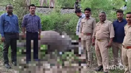 नजीबाबाद: नजीबाबाद थाना क्षेत्र में स्नेहरोड रेलवे स्टेशन के पास ट्रेन से टकराकर मादा हाथी की हुई मौत