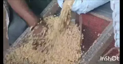 लातूर: लातूर जिल्ह्यात सोयाबीनचा पेरा घटनेची शक्यता, कृषी विभागाचा अंदाज