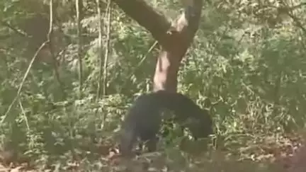 कुम्भलगढ़: कुंभलगढ़ अभ्यारण्य में भालू की अद्भुत कलाबाजी, पर्यटकों ने पेड़ पर चढ़ते देखा, वीडियो हुआ वायरल