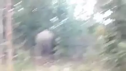 ओडगी: चांदनी बिहारपुर क्षेत्र के हाथी प्रभावित गांवों में गजराज वाहन न होने से हाथियों को भगाने में हो रही परेशानी
