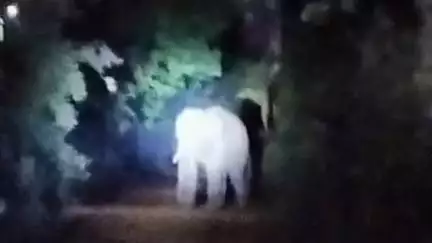 শালবনি: শালবনীর হেচারিতে ঢুকে পড়ল তিনটি দলছুট হাতি, সতর্কতা জারি