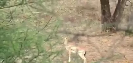 तेलाईपाठ गांव में जंगल से भटककर पहुंचे जंगली कोटरी को ग्रामीणों ने जंगल की ओर भगाया