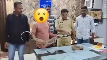 नांदेड: चंदासिंह कॉर्नर इथे नांदेड ग्रामीण पोलिसांनी घोरपड तस्करी करणाऱ्या आरोपीला ताब्यात घेऊन  घोरपडीला दिले जीवनदान