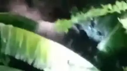 मानपुर: ग्राम घघौड़ पहुंचा जंगली हाथी, ग्रामीणों ने थाली बजाई, कटहल केले खाकर लौटा, बांधवगढ़ टाइगर रिजर्व की टीम तैनात
